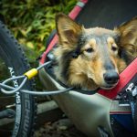 remorque à vélo chien