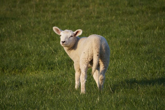 Pourquoi choisir le mouton pour des repas exceptionnels