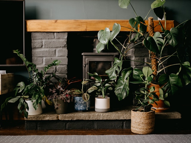 Les plantes d'intérieur