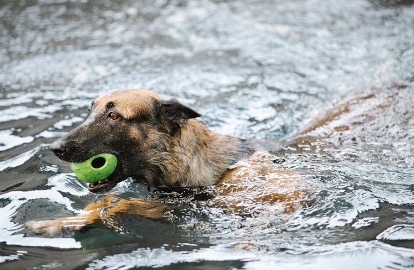 Intelligence de chien