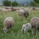 Bien-être animal : comprendre les besoins des animaux de ferme
