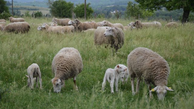 Bien-être animal : comprendre les besoins des animaux de ferme